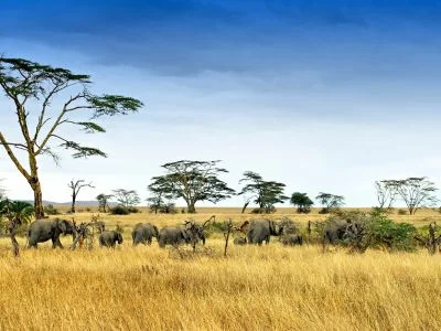 Elephants in the Serengeti