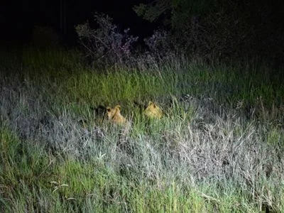 Two lions lurking in the darkness