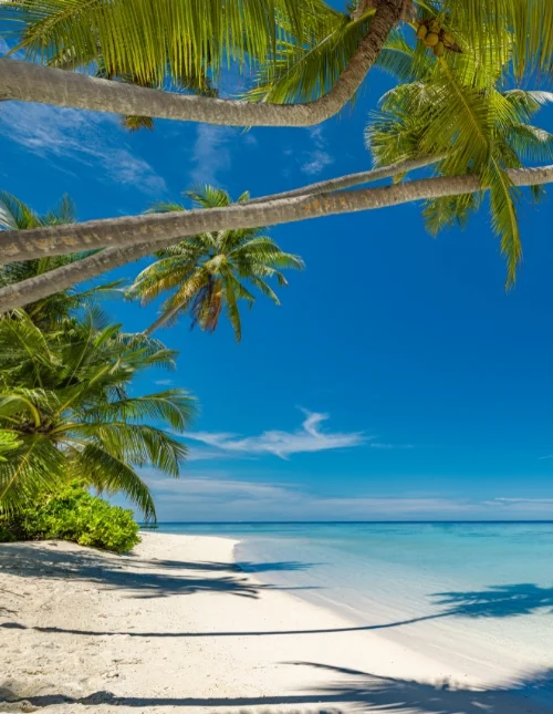 Tropical beach in the Maldives with white sand and turquoise water under a blue sky.