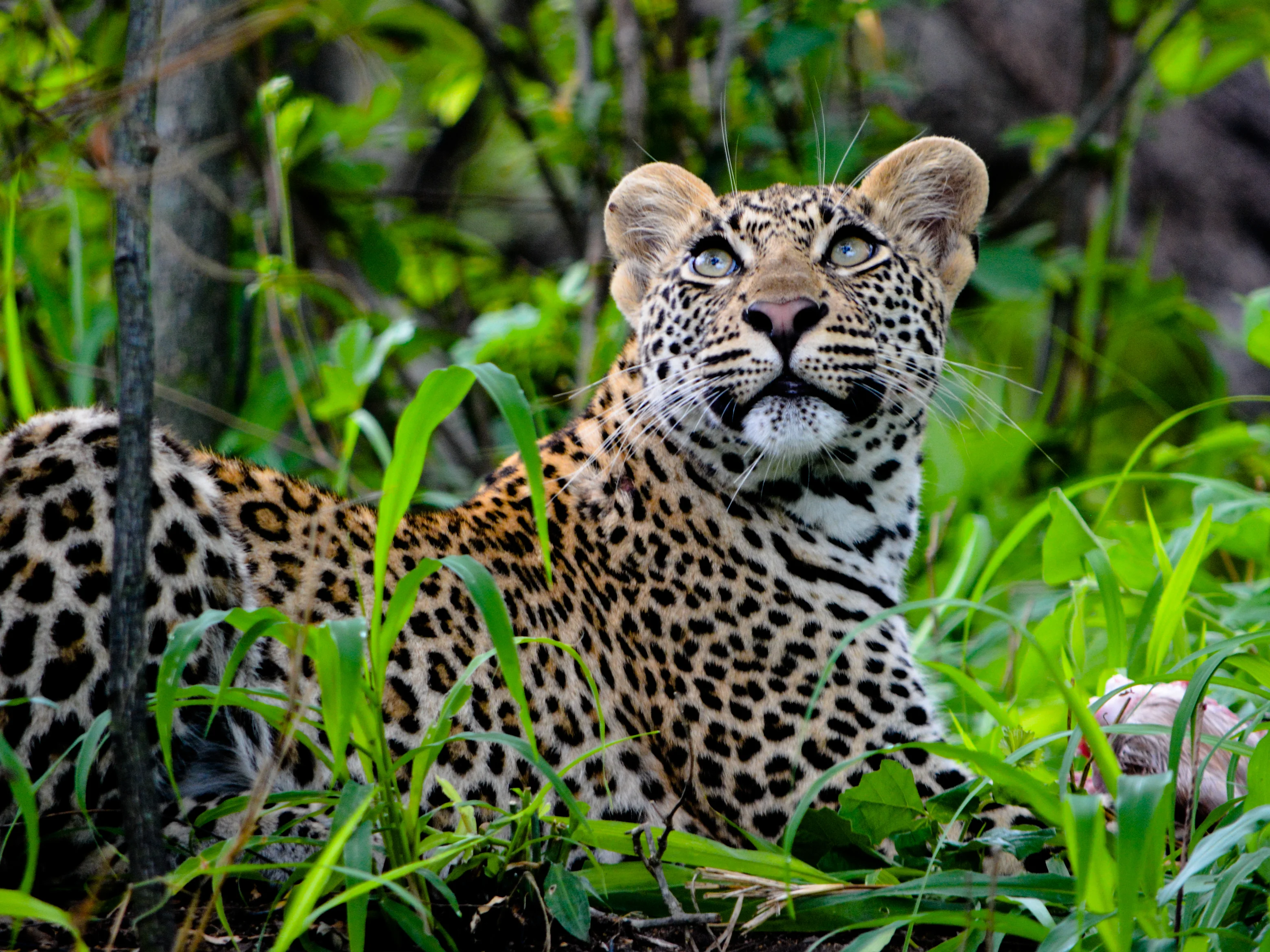 Beautiful leopard in lush greenery in South Africa