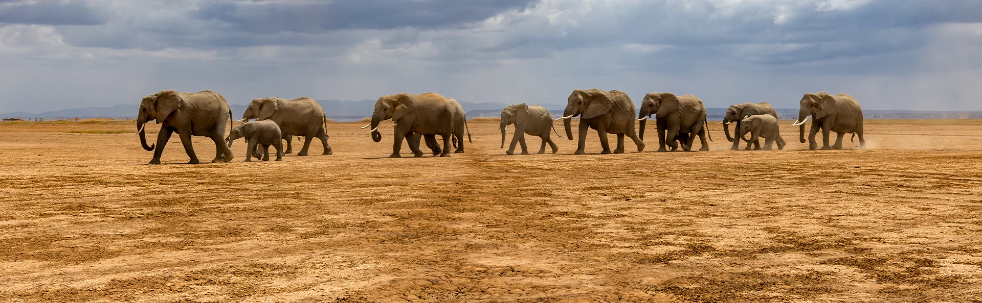 Elephants walking in single file in Amboseli National Park in Kenya