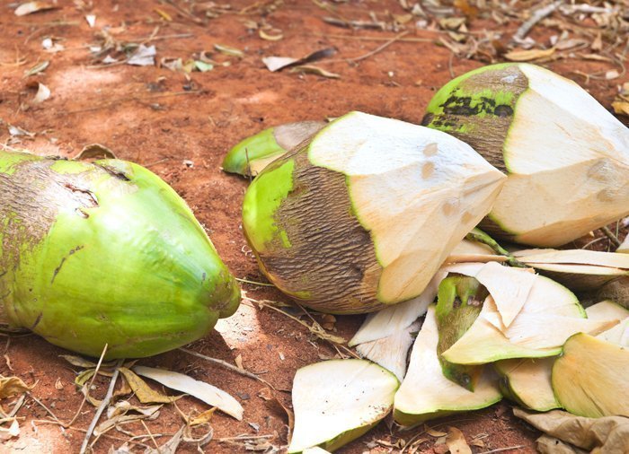 How to peel a coconut