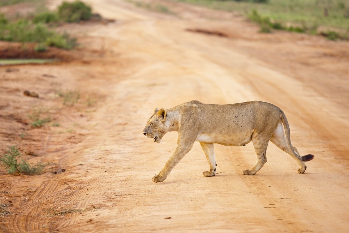 Lion in Tsavo East National Park