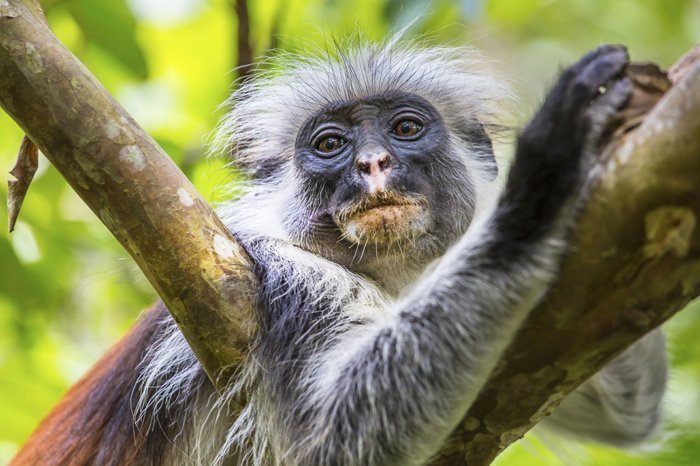 The red Colobus monkey in Jozani Chwaka Bay National Park