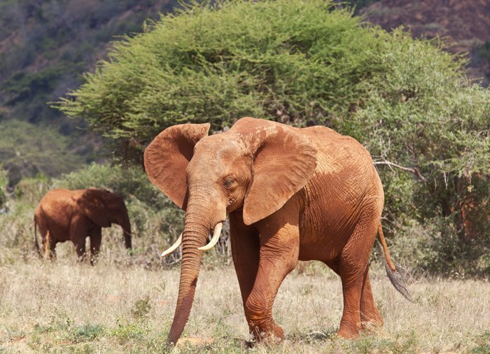 Elephant in Tsavo East National Park