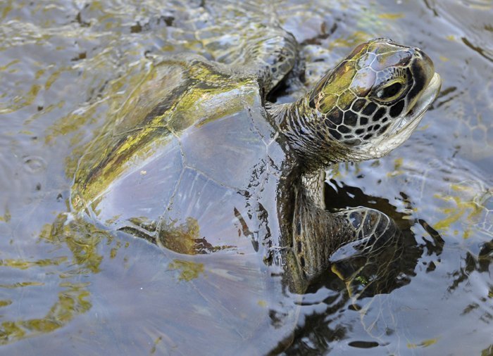 Turtle in Jozani Chwaka Bay National Park