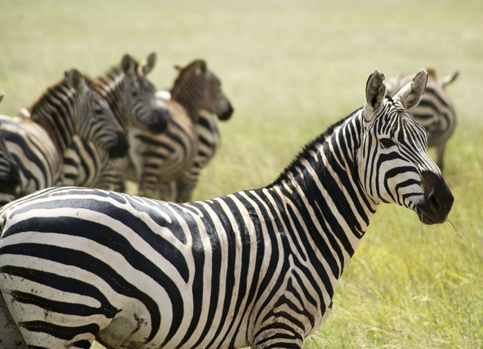 Zebras in Tsavo East National Park