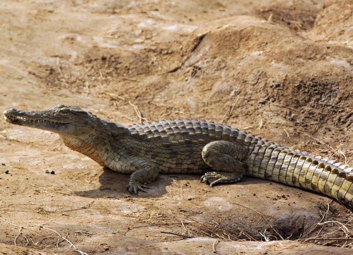 Crocodile in Tsavo East National Park