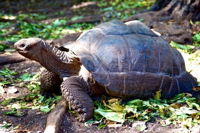 The endangered green sea turtle in Mnarani Natural Aquarium