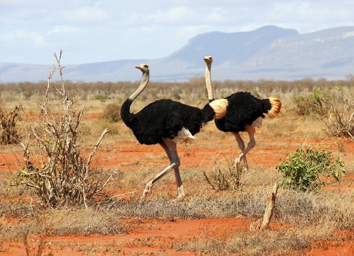 Ostriches in Tsavo East National Park