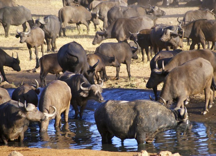 Buffalo in Tsavo East National Park