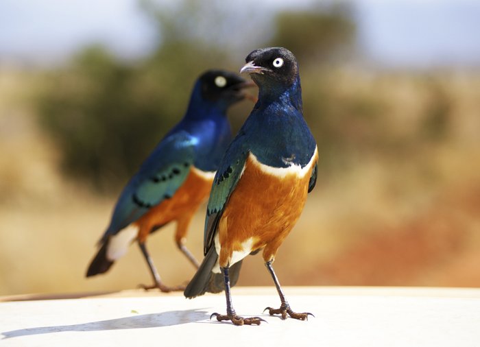 European rollers in Tsavo East National Park