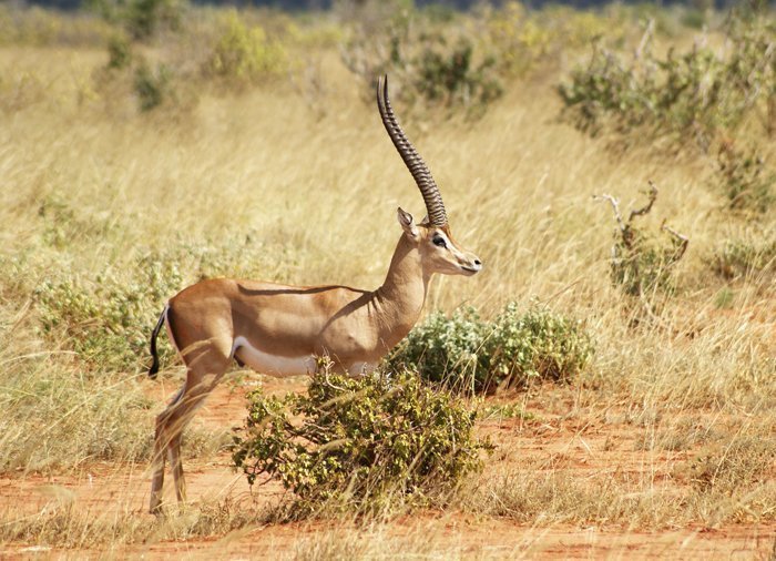 Gazelles in Tsavo East National Park