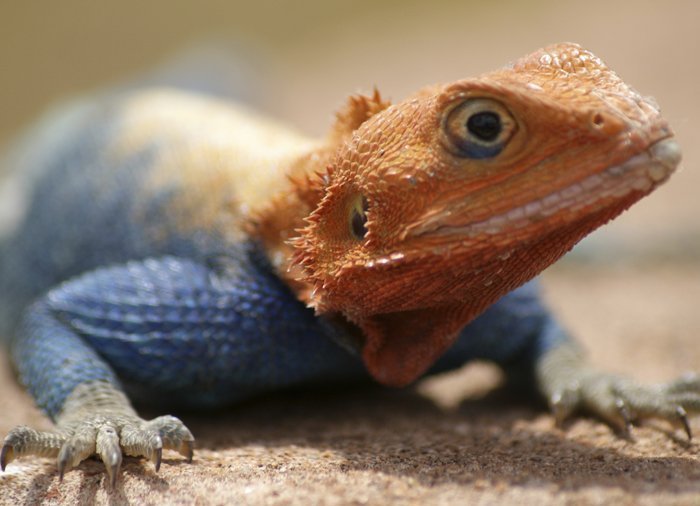 Lizard in Tsavo East National Park