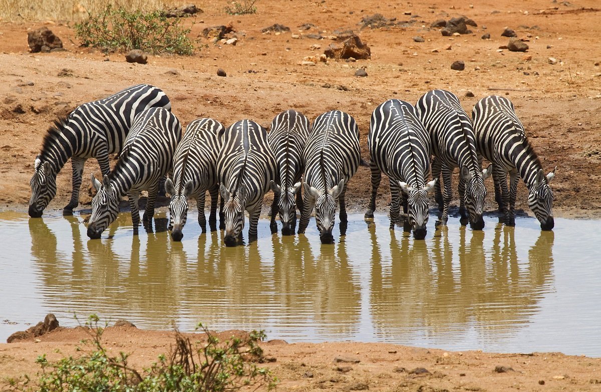 Zebras drinking in Tsavo West National Park