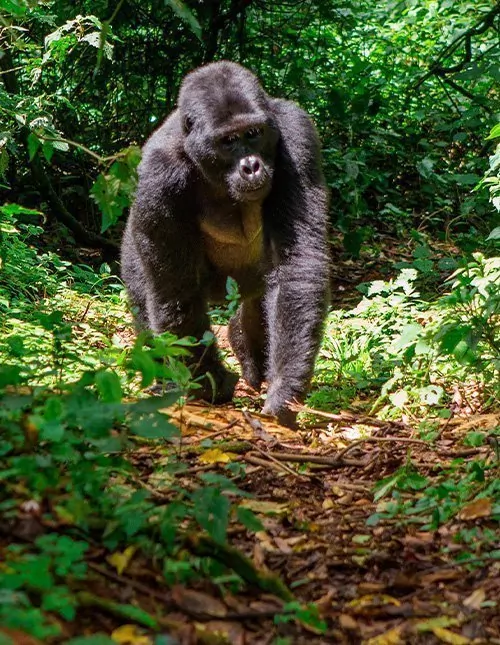 Safari in Uganda & gorilla tracking