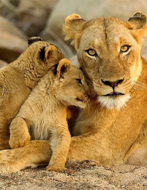 Safari in South Africa