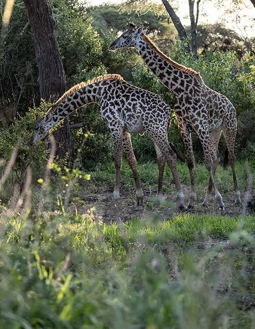 Safari in Tanzania - 4 national parks