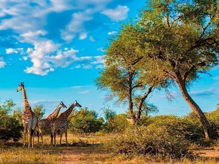 Safari in South Africa