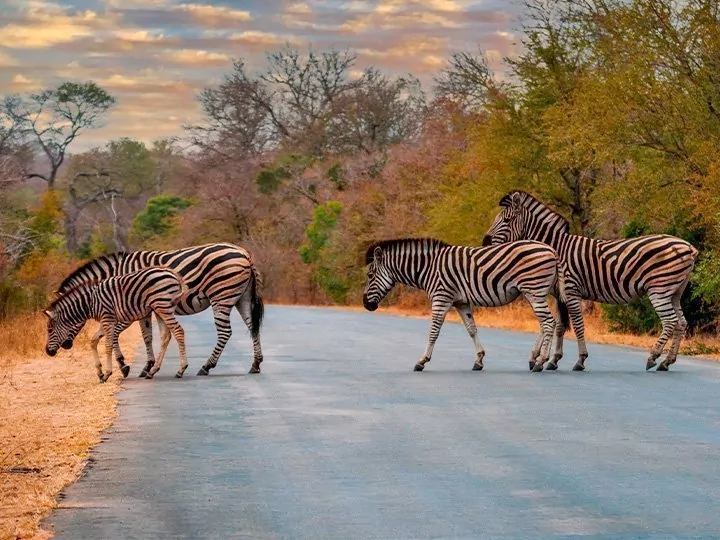 Safari in South Africa & Victoria Falls