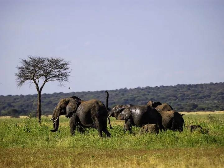 Safari in Tanzania - 4 national parks