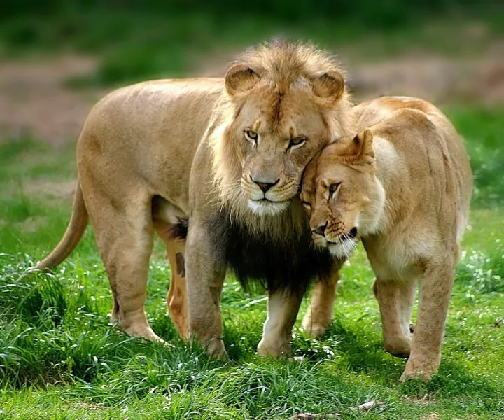 Honeymoon Safaris