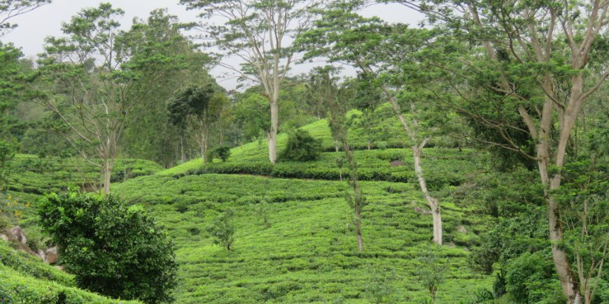 Sri Lanka highlands