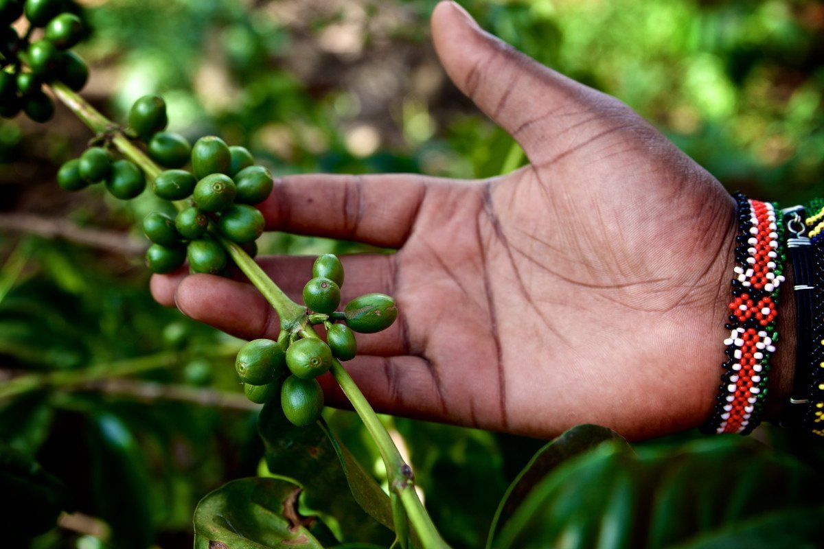 Coffee plant in Tanzania
