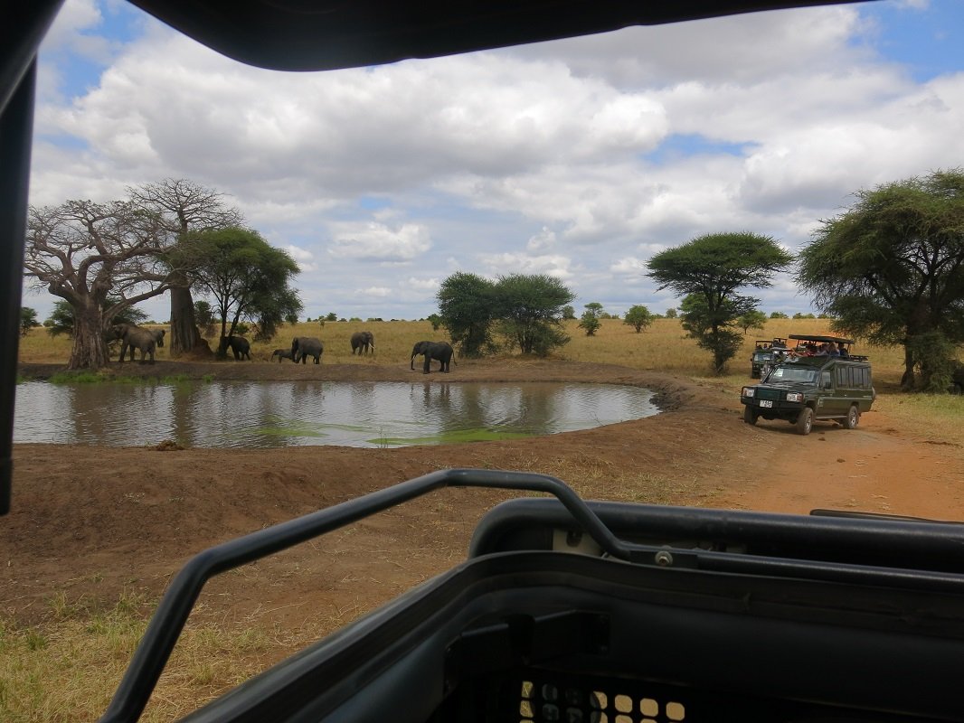 Elephants at a watering hole, as viewed from a safari vehicle