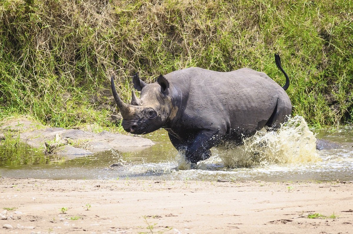 Black rhinoceros in Ngorongoro