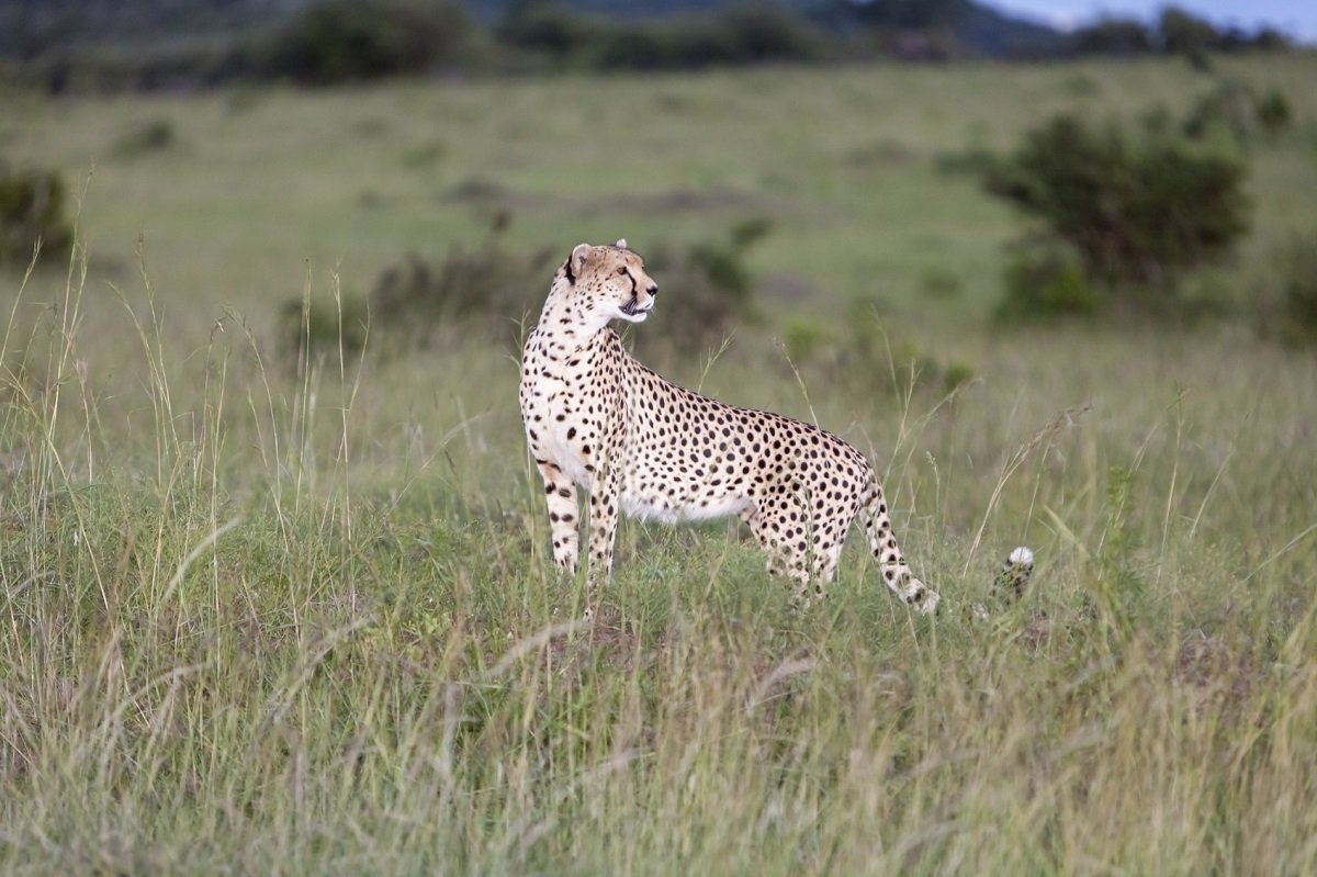 Cheetah in Ngorongoro