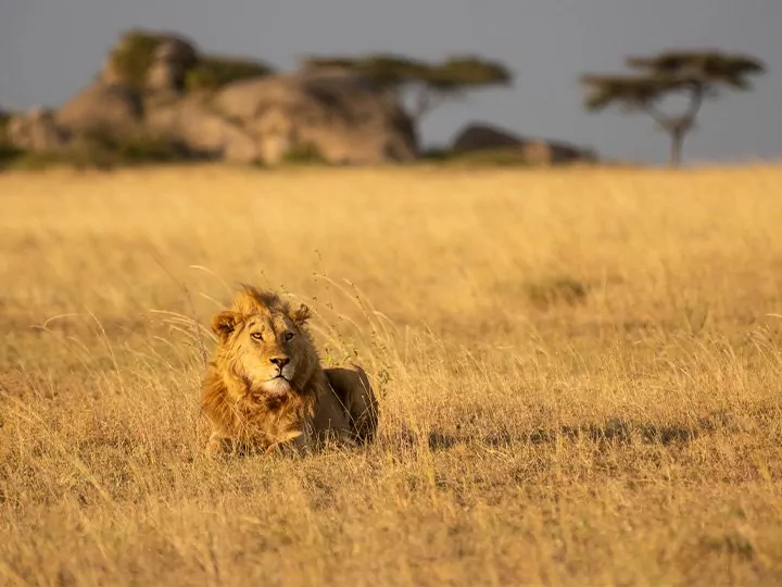 Safari in Serengeti & Ngorongoro