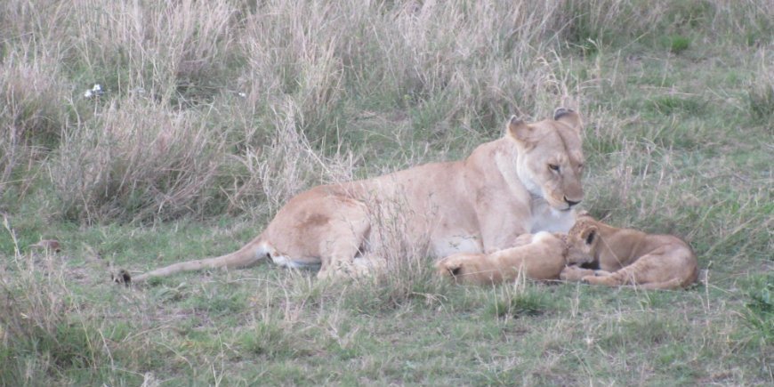 Lion and lion cubs