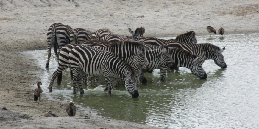 Zebras