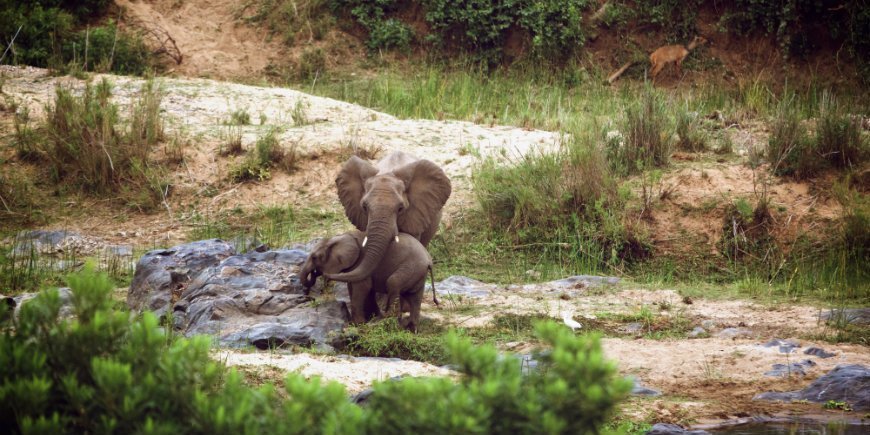 Elephants