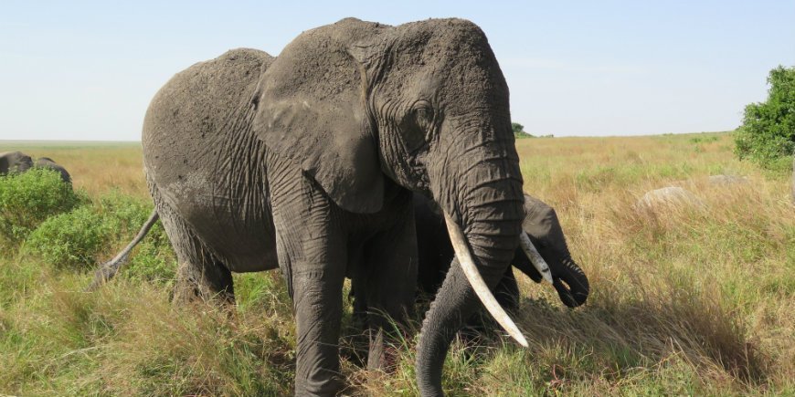 Serengeti elephant