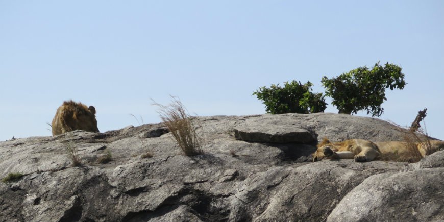 Serengeti lions