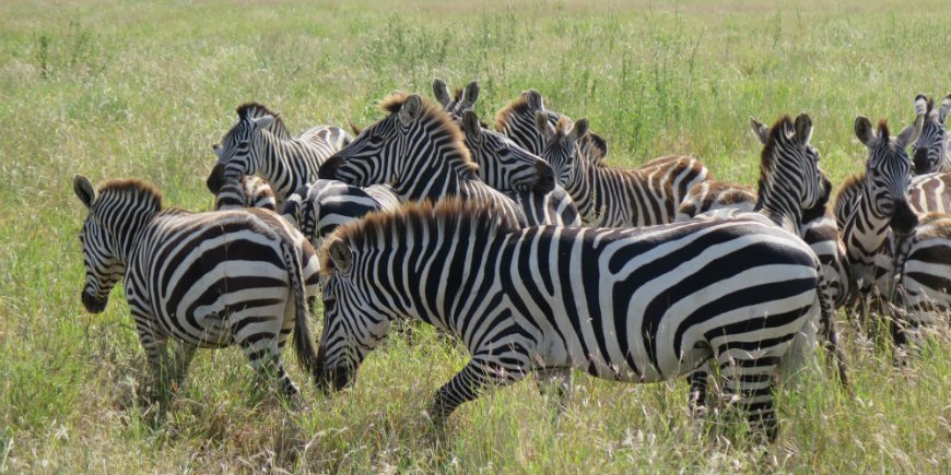 Serengeti zebra