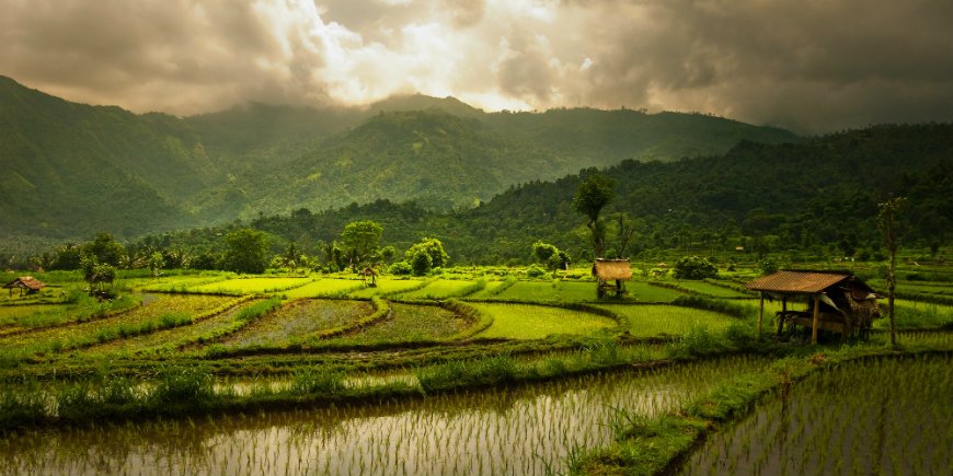 Rice fields