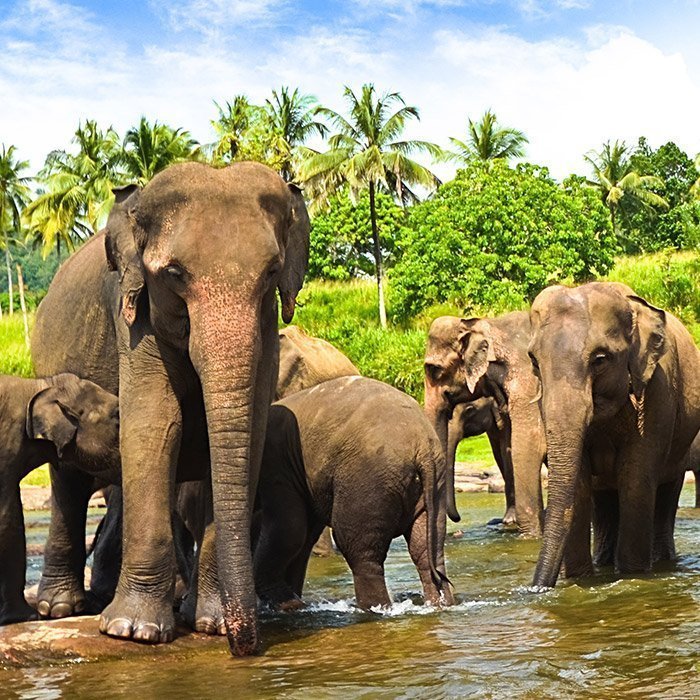 Sri Lanka