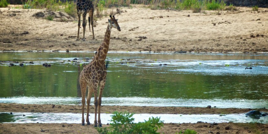 Kruger in May