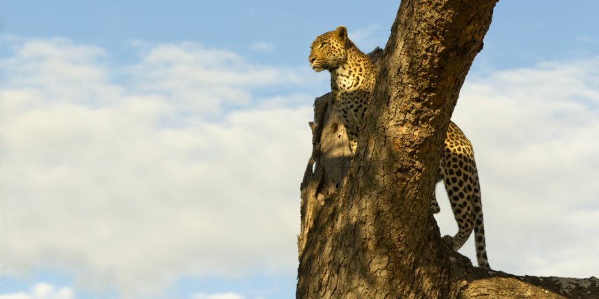 Leopard in Kruger