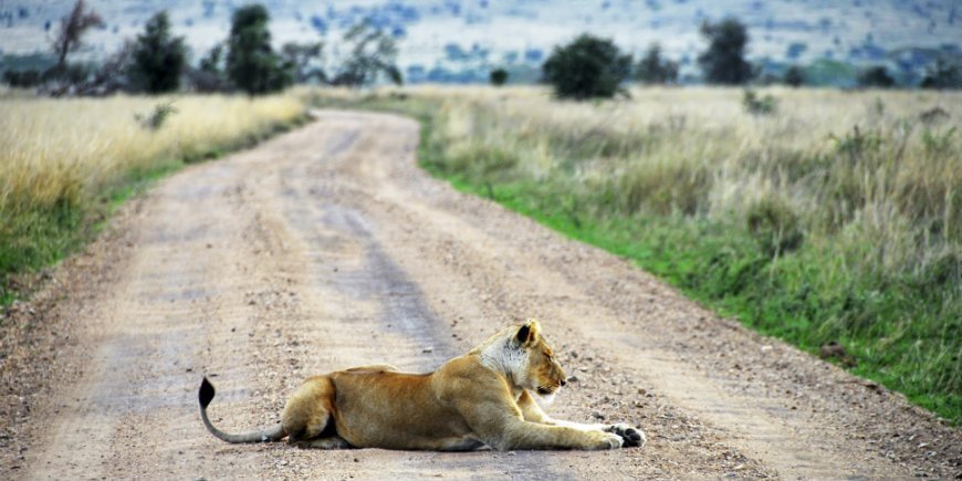 Lion in Ngorongoro