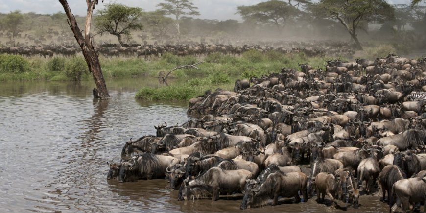 Serengeti Migration