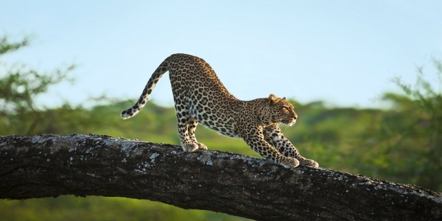 Leopard in a tree