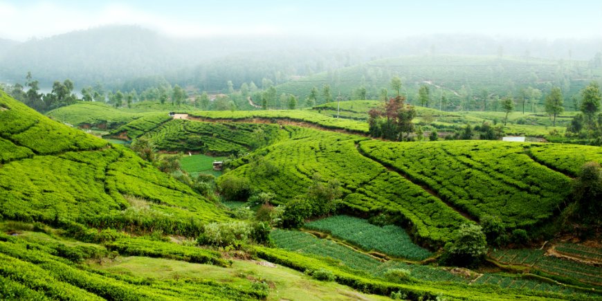 Nuwara Eliya