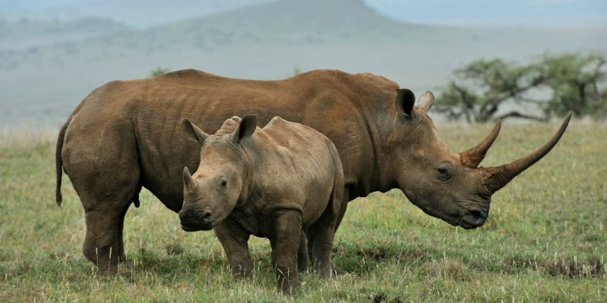 Rhinos