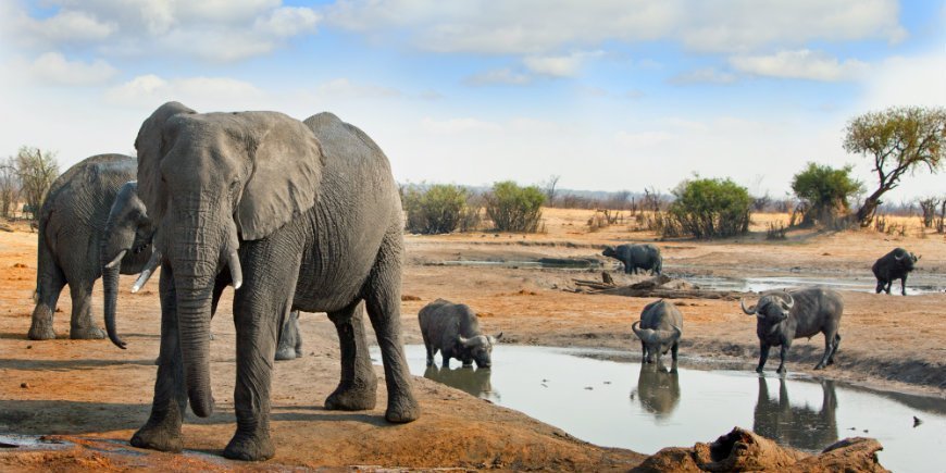 elephant and buffalo