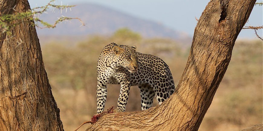 Leopard in Samburu Kenya
