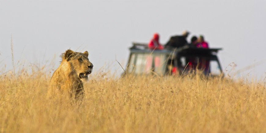 safari lion